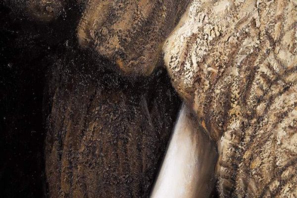 Olejomaľba slon Wisdom Of Nature 75 x 150 cm