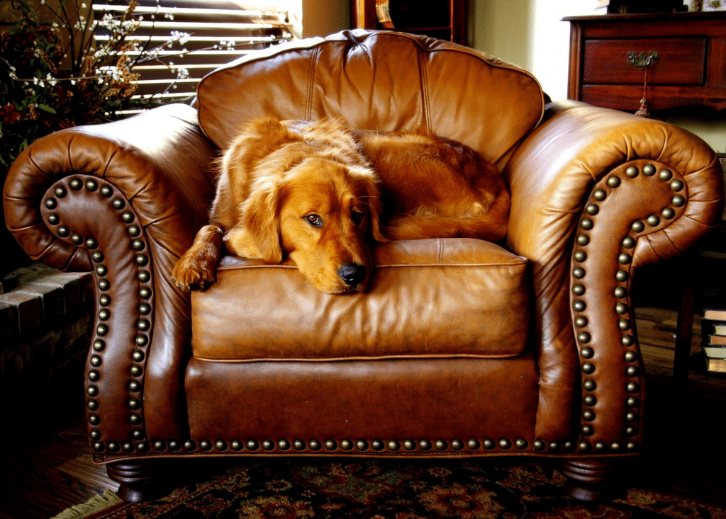 pes na sedačke